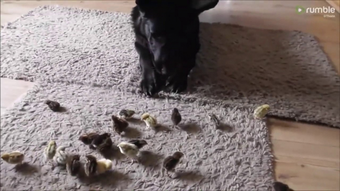 Ce gros chien accueille tous ces bébés canards comme une mère