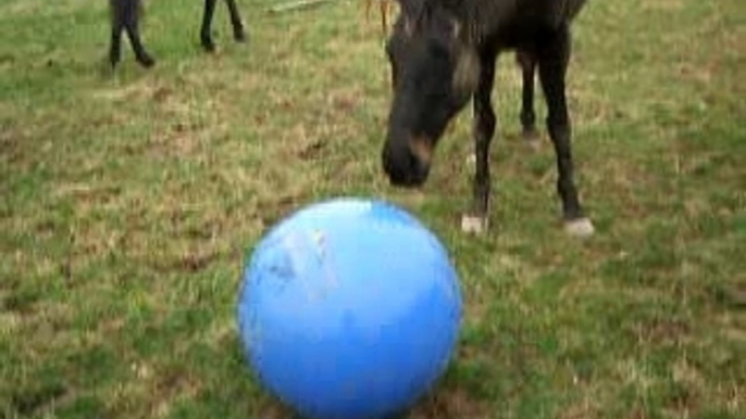 attention le gros ballon arrive !