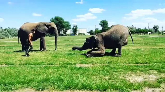 Entraînement avec des éléphants : il saute sur leurs trompes !