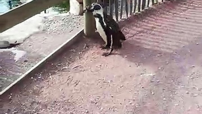 Ces manchots de Humboldt ont une agréable surprise. Trop mignon cette petite visite improvisée !