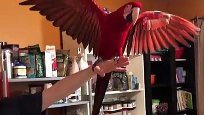 Cette splendide perruche adore ouvrir ses ailes et recevoir des compliments !