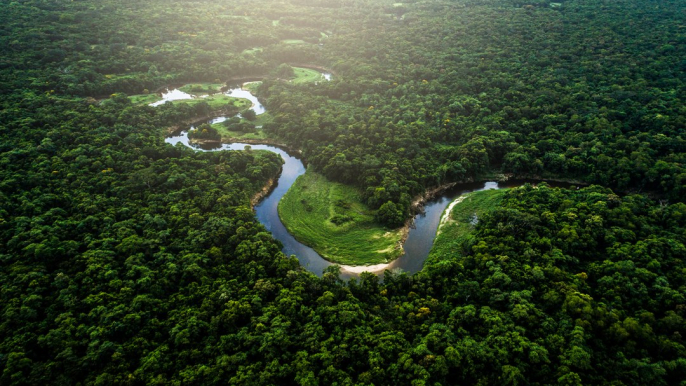 La ciudad con más árboles del mundo