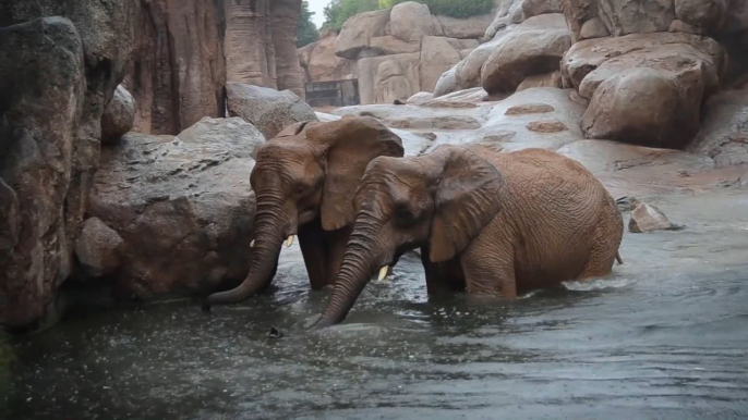 Animales pasan la gota fría en el BIOPARC