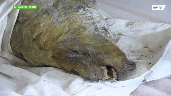 Cabeza de lobo de 30.000 años de antigüedad encontrada intacta en Siberia