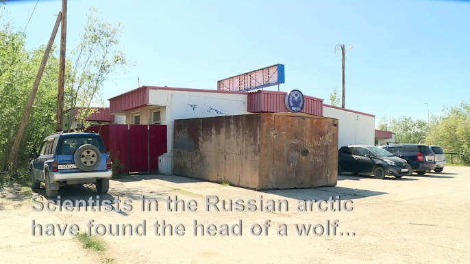 32,000-year-old wolf found in Russian Arctic