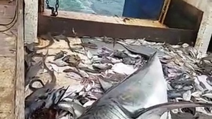 Des pecheurs capturent un grand requin blanc dans leurs filet