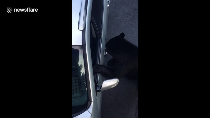 Wild black bear opens door of parked car in Tennessee