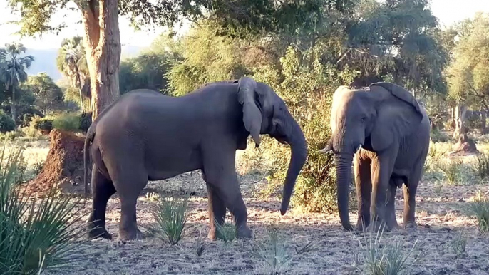 Câlin trop mignon.. entre 2 éléphants !