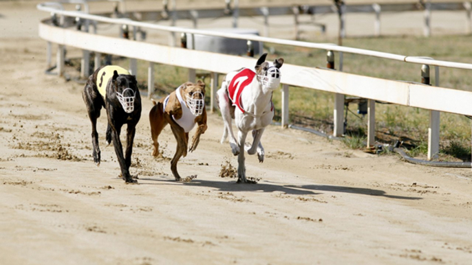 Acabar con las carreras de galgos