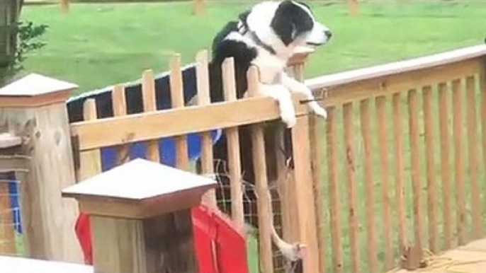 Quand un chien essaie de sauter une porte ouverte, voici ce que ça donne !