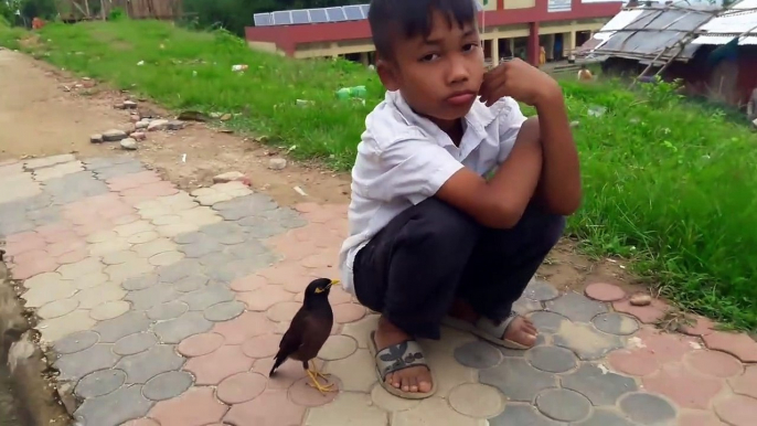 Cet oiseau est mieux qu'un chien comme animal de compagnie... Adorable