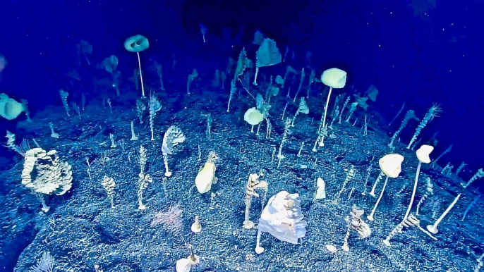 Strange Underwater Forest Discovered by NOAA Deep Ocean Explorer - Okeanos