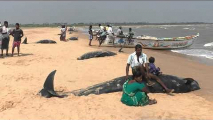 Whales at beaches in Thoothukudi, fishermen families sitting on the whales