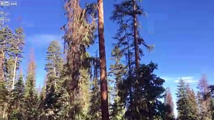 Ce bucheron coupe l'arbre.. et sa tronçonneuse !