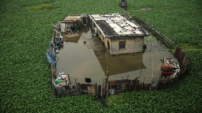 Invasive foreign plant chokes Nigeria's rivers and hydroelectric dams