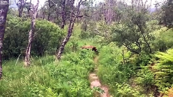 Ces randonneurs croisent un Grizzli à quelques mètres !