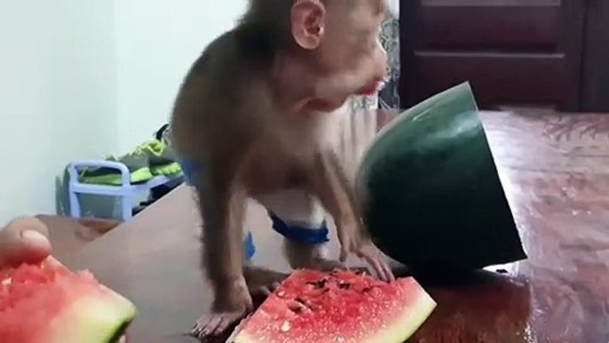 Funny Monkey Loves Watermelon