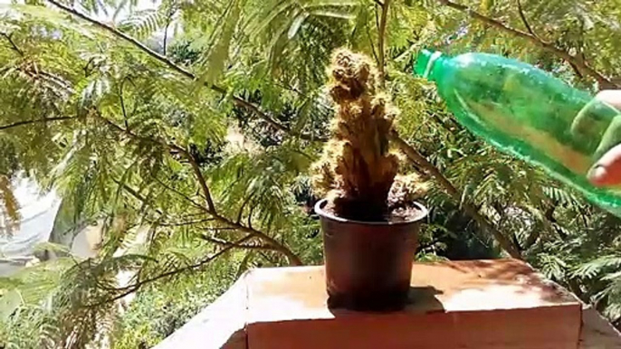 What happens if you put a lot of water on the cactus
