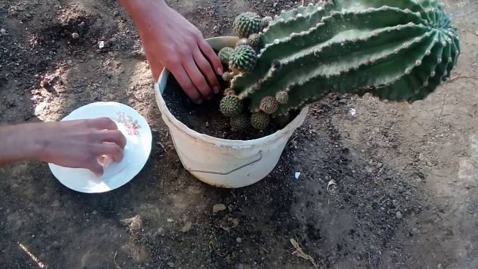 You Will Never Throw Away Eggshells - happen some amazing on my cactus