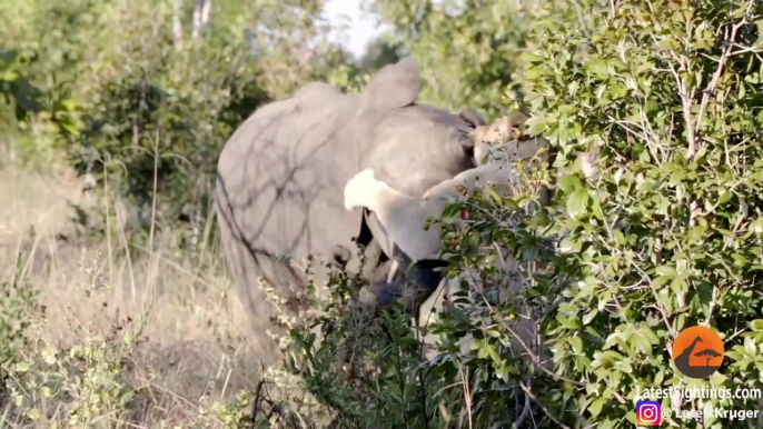 Une lionne s'en prend à un éléphant... Images impressionnantes