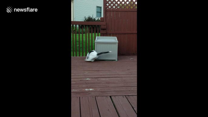 Confused cat circles bin while chasing leash in Michigan garden