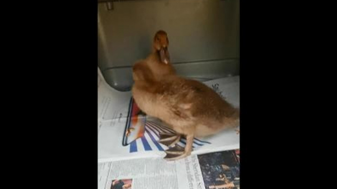 A woman had quite the surprise when she stepped out of her front door to find a cardboard box of ducklings dumped in her yard