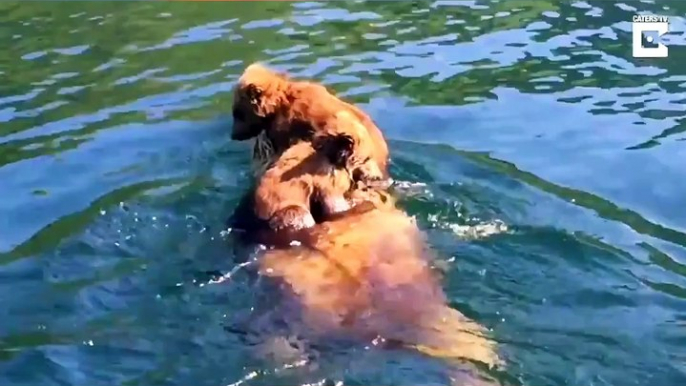 Adorable bear cubs cross lake by hitching a ride on mothers back