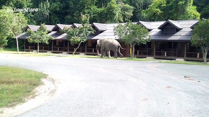 Brazen elephant stomps into Thai holiday resort to scratch its bottom on the trees