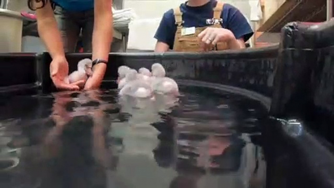 Baby flamingo chicks learn to swim