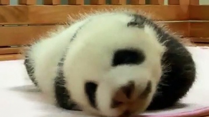 Admirez ces trois adorables pandas qui dorment ensemble. Trop mimi !