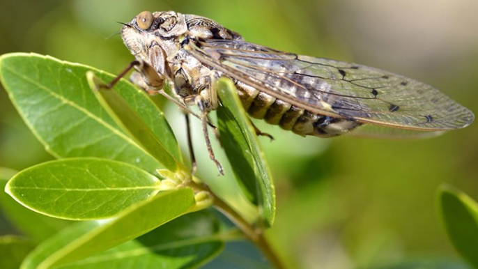 En Dordogne, un désinsectiseur a été appelé pour supprimer des cigales trop bruyantes