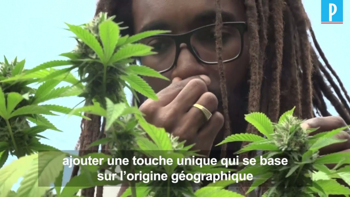 Jamaïque : un scientifique refait pousser le cannabis des rastas