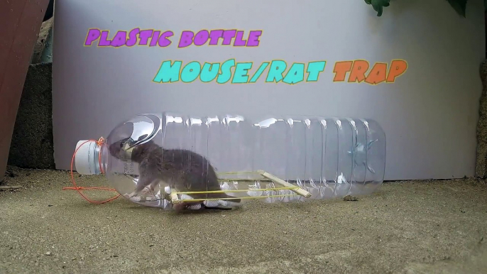 Water bottle Mouse_Rat Trap