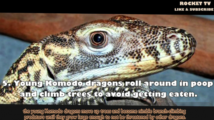 facts komodo dragon