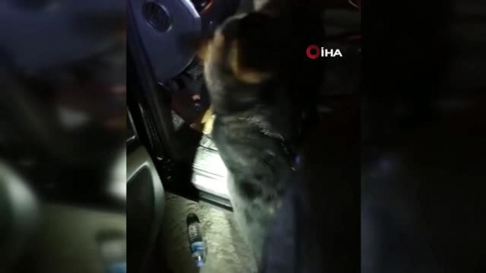 İstanbul'dan getirilen uyuşturucuyu narkotik köpeği buldu