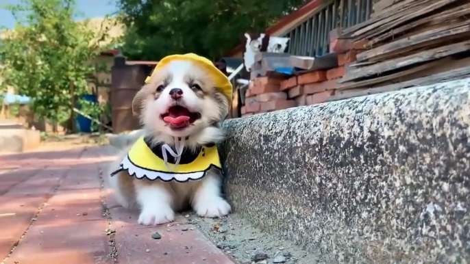 Cutest Puppies Doing Funny Things - Cute Little Puppies Funny Videos - Cute Puppy Dog Compilation