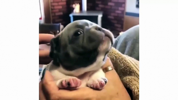 Funniest and Cutest French Bulldog Videos Compilation - Cute Puppies TV