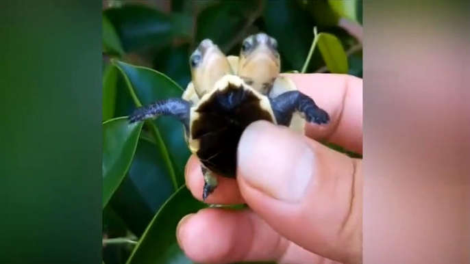 Un homme découvre une tortue à deux têtes !