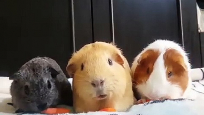 Vous allez tomber amoureux de ces adorables petits hamsters. Trop mimi !