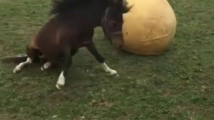 Ce poney s'amuse comme un fou avec son gros ballon