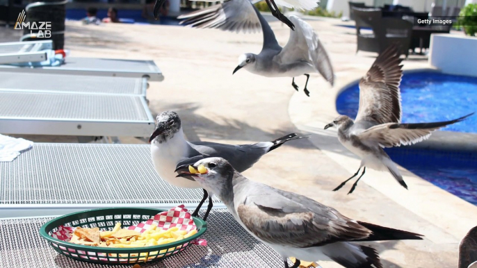 How to Stop Seagulls From Stealing Your Fries, According to New Study