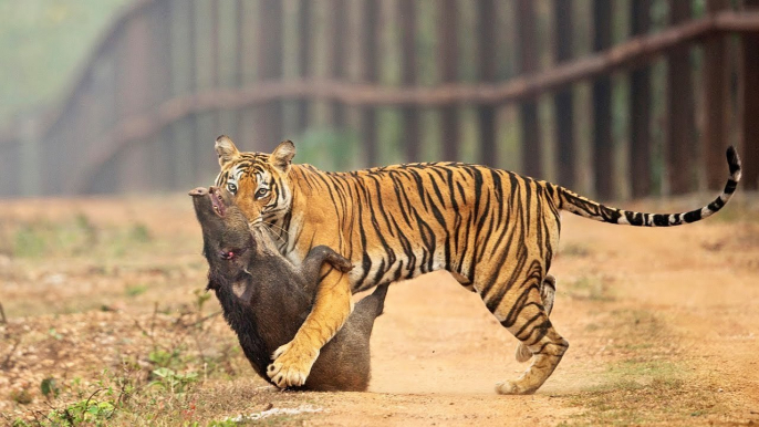 Tiger Vs Wild Boar - Power Of The Tiger The Strongest Big Cat - Leopard Jaguar Cheetah Lions Attacks