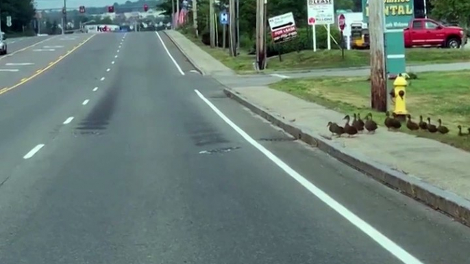 Durant plus d’une minute, ces canards ont bloqué la circulation en traversant la route
