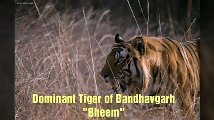 Famous tigers of Bandhavgarh National Park_ Bheem