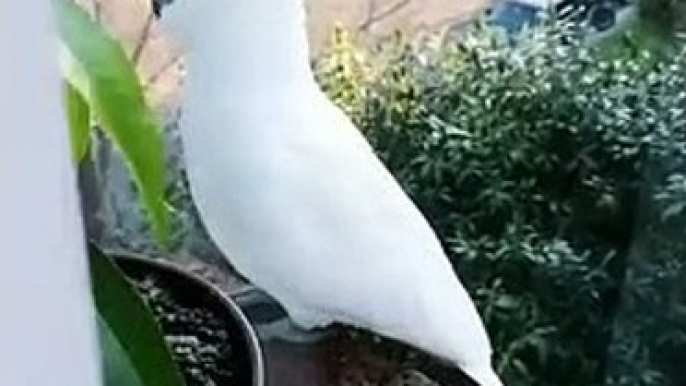 Ces perroquets sauvages font la queue à la fenêtre pour manger !