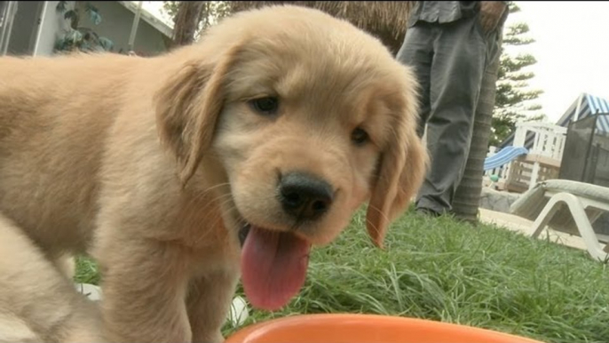 Golden Retriever Puppies Play With Ice Cubes And Get Ice Stuck All Over Themselves