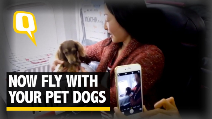 The Quint: Now Dog Lovers Travel with their Pets Thanks to the Japan Airlines