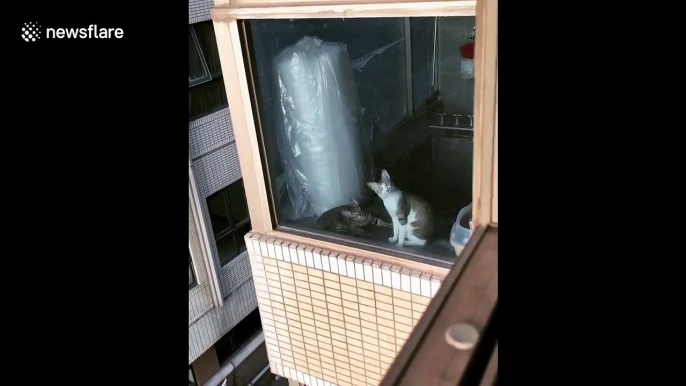 Regardez la tête de ce chat qui voit le chat du voisin !