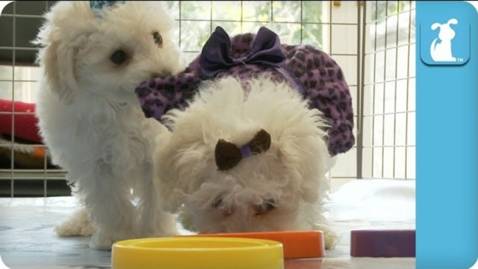 Maltipoo Puppies Stack Circles, Poorly - Puppy Love