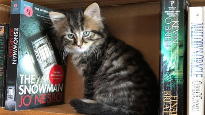 Au Canada, cette libraire recueille des chatons abandonnés pour permettre leur adoption